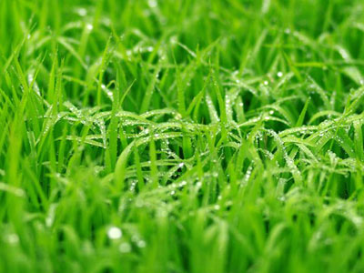 Hương cỏ xanh